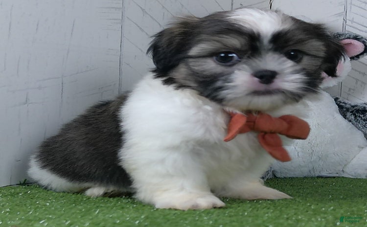 Shih Tzu dogs for sale - Ad 3