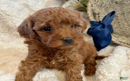 Mini Goldendoodle dogs for sale: Misti - Image 3
