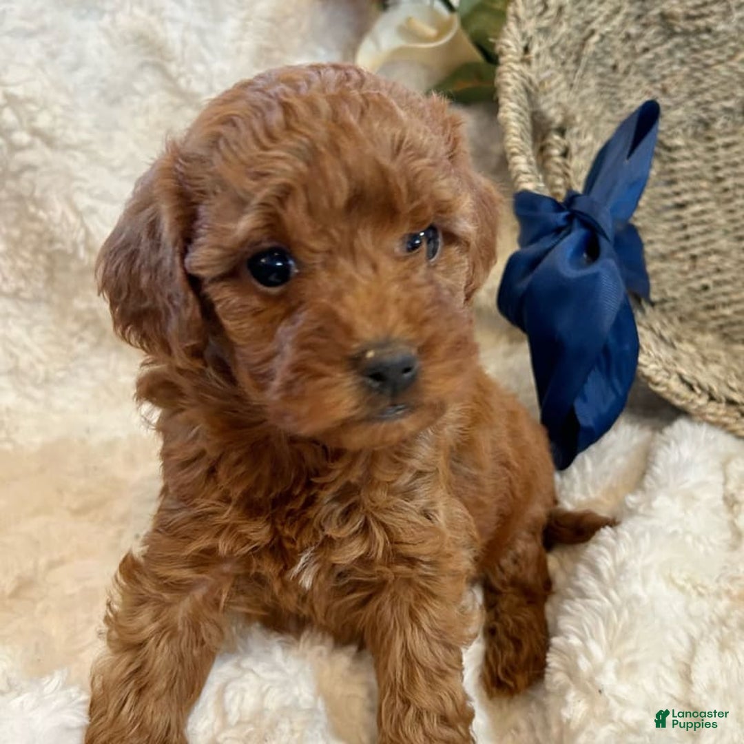 Mini Goldendoodle dogs for sale: Misti - Image 3