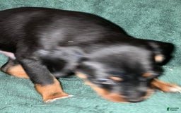 Miniature Pinscher dogs for sale: Miniature Pinscher 4 puppies - Image 5