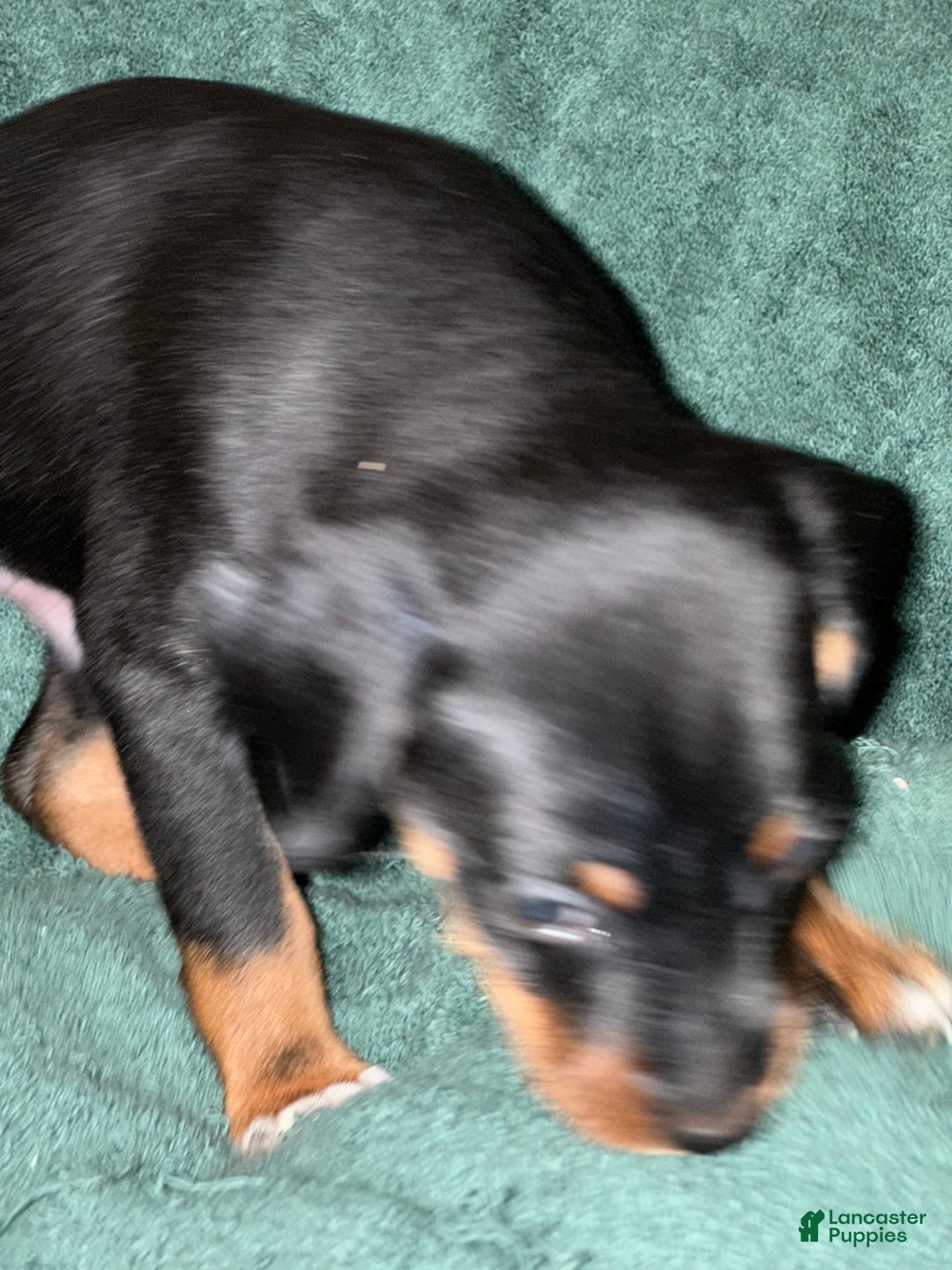 Miniature Pinscher dogs for sale: Miniature Pinscher 4 puppies - Image 5