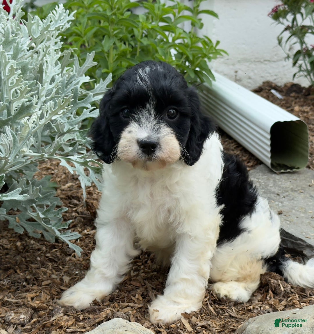 Cavapoo dogs for sale: Callie - Image 2