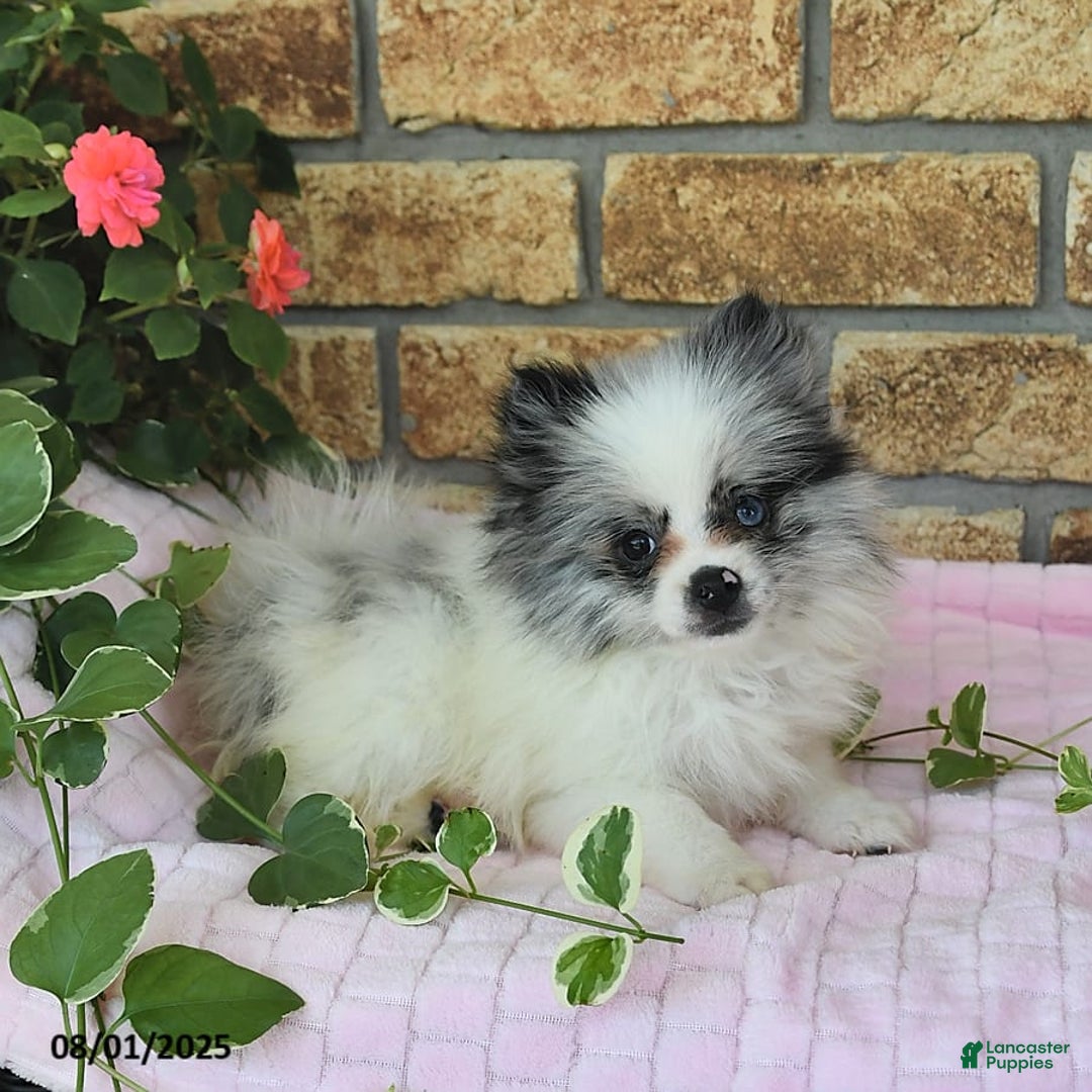 Pomeranian dogs for sale: Sparkle - Image 9