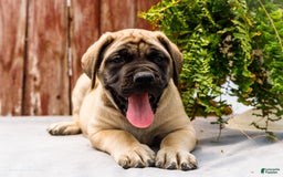 English Mastiff dogs for sale: Horace - Image 7