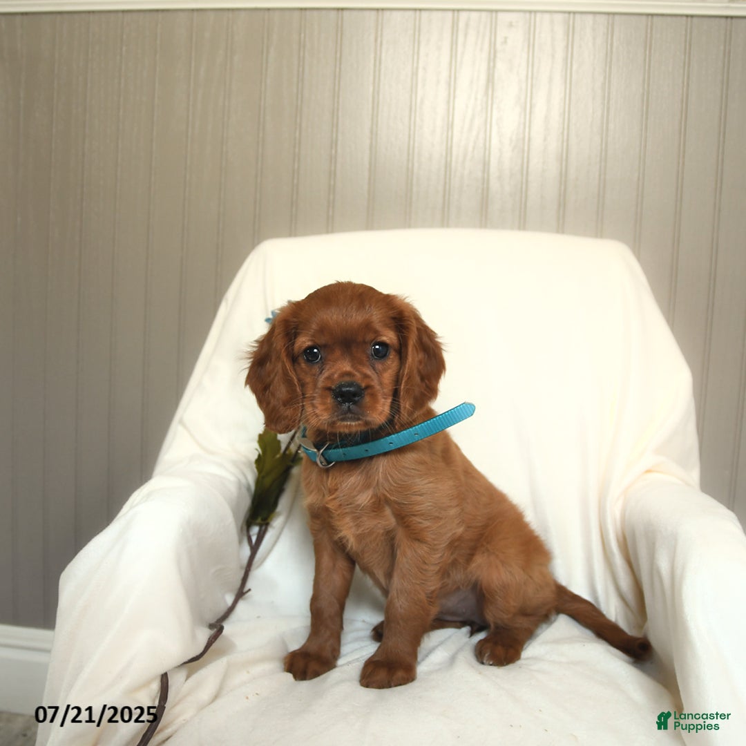 Miniature Golden Retriever dogs for sale: Rosie - Image 1