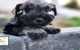 Miniature Schnauzer dogs for sale: Walter - Image 13