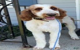 Goldendoodle dogs for sale: Beige - Image 2