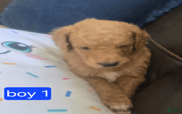 Goldendoodle dogs for sale: Otitis - Image 6