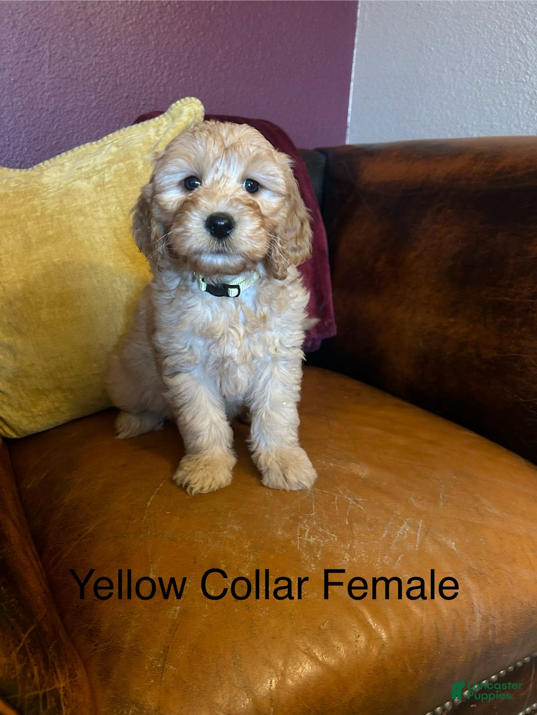 Goldendoodle dogs for sale: Yellow Collar Female - Penny - Image 2