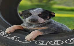 Australian Cattle Dog dogs for sale: Birdie - Image 1