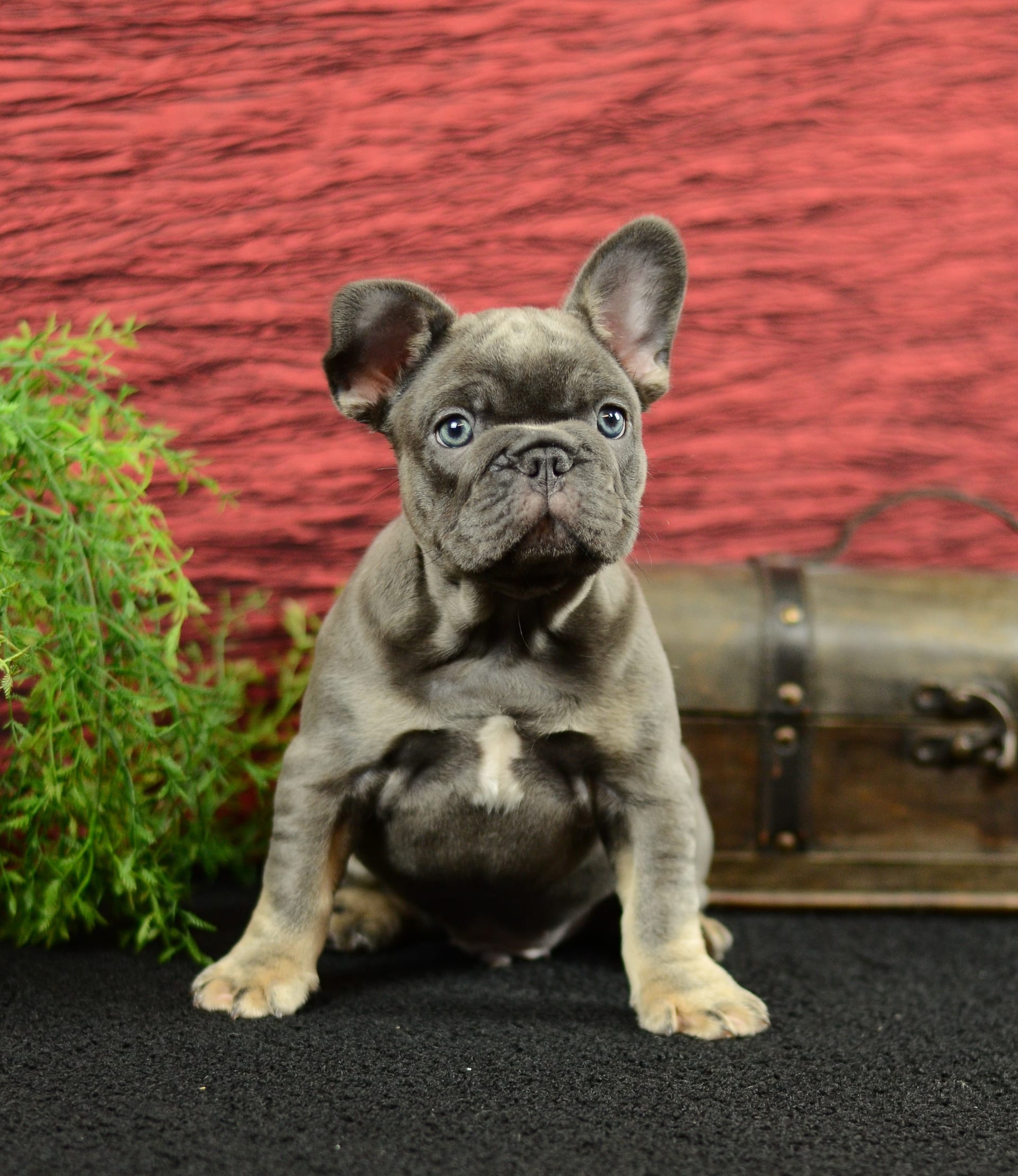 French Bulldog dogs for sale: Benji - Image 3