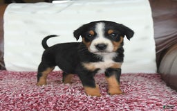 Greater Swiss Mountain Dog dogs for sale: Harvey - Image 9
