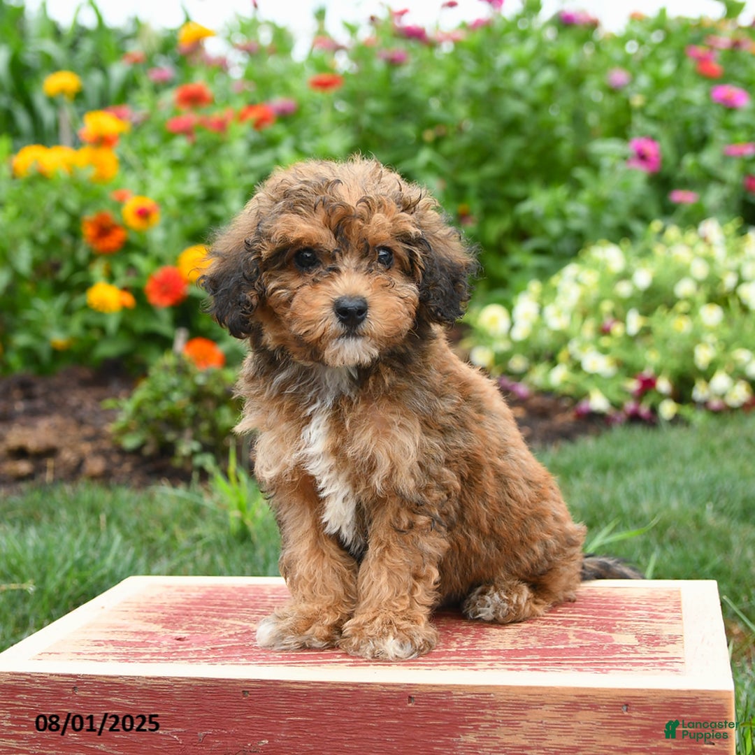 Miniature Poodle dogs for sale: Nash - Image 3