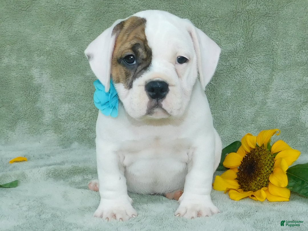 English Bulldog dogs for sale: Spot - Image 6