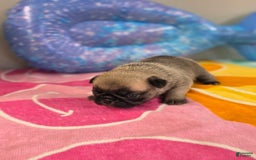 Pug dogs for sale: Lola - Image 3