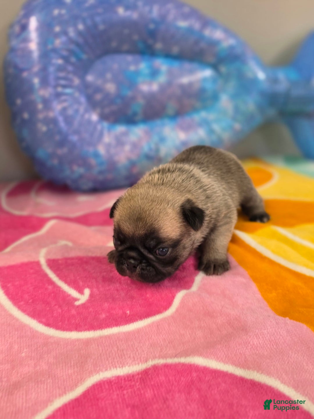 Pug dogs for sale: Lola - Image 3