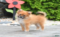 Pomeranian dogs for sale: Abby - Image 1