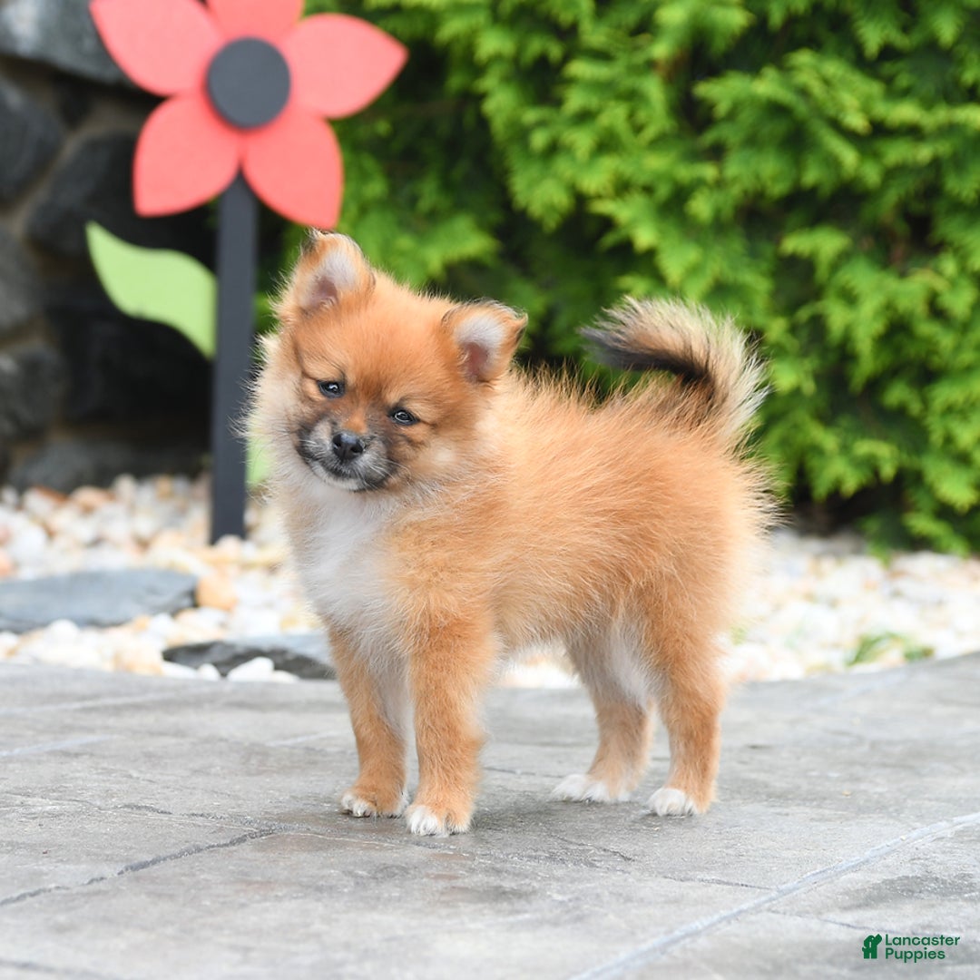 Pomeranian dogs for sale: Abby - Image 1