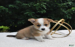 Welsh Corgi Pembroke dogs for sale: Nugget - Image 12
