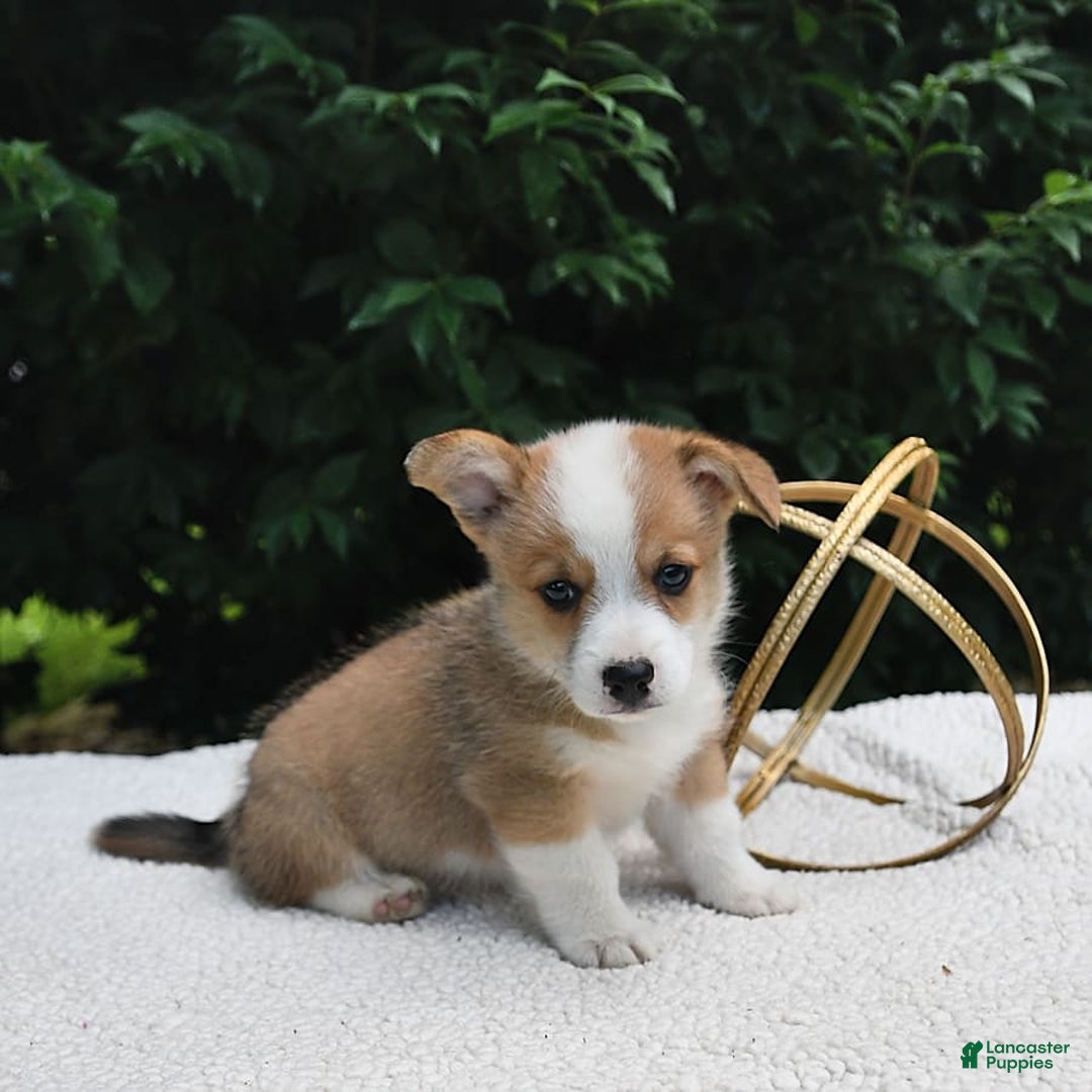 Welsh Corgi Pembroke dogs for sale: Nugget - Image 12