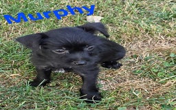 Chihuahua dogs for sale: Chihuahua 4 puppies - Image 9