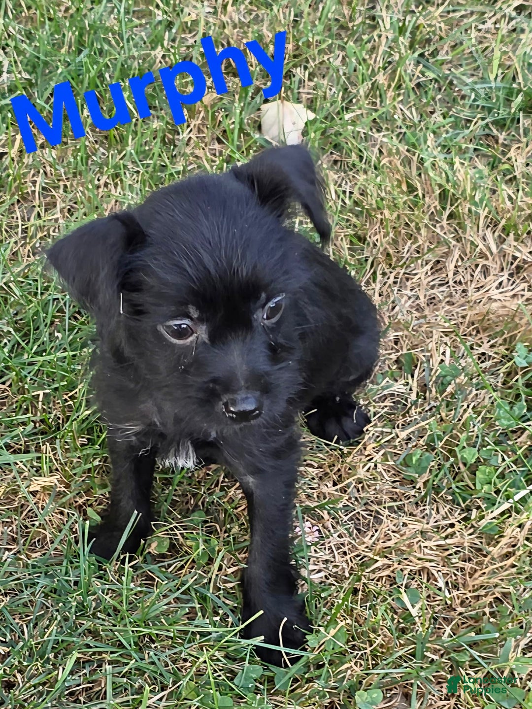 Chihuahua dogs for sale: Chihuahua 4 puppies - Image 9