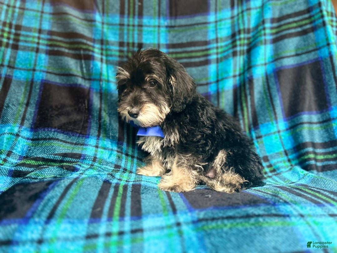Miniature Schnauzer dogs for sale: Yota - Image 8