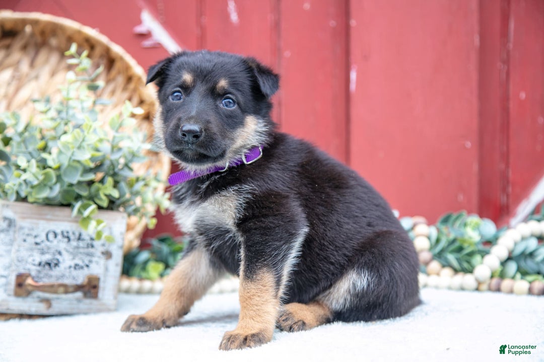 German Shepherd dogs for sale: Shiva - Image 2