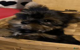 Yorkshire Terrier dogs for sale: Benson - Image 4