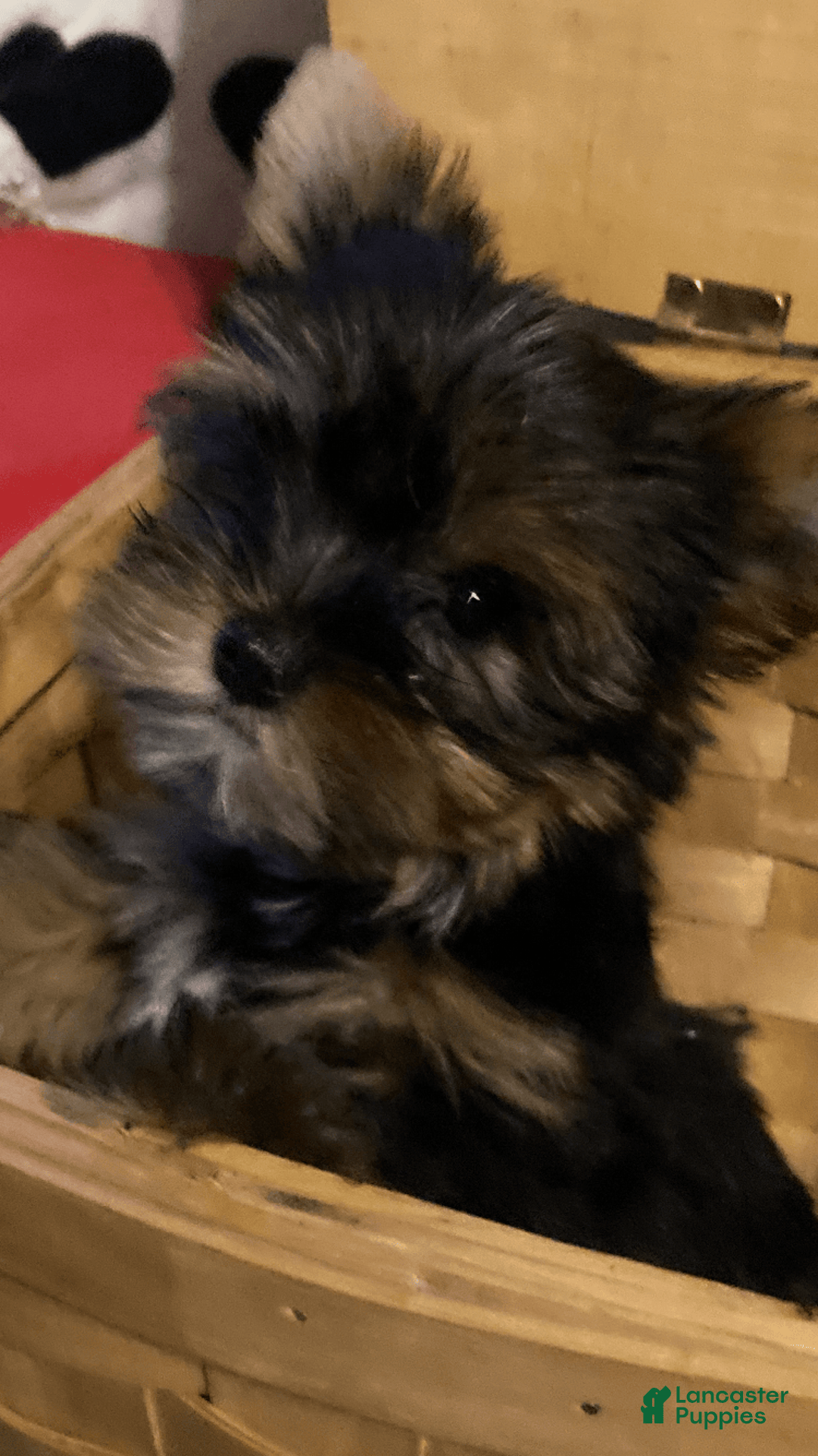 Yorkshire Terrier dogs for sale: Benson - Image 4