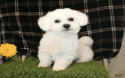Bichpoo dogs for sale: Nemo - Image 2