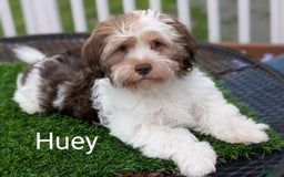 Shorkie dogs for sale: Huey - Image 3