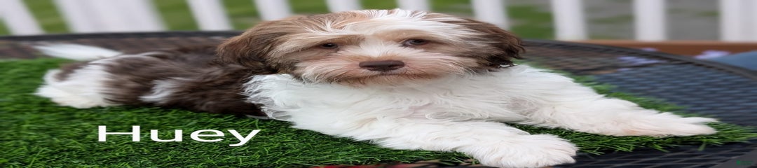 Huey