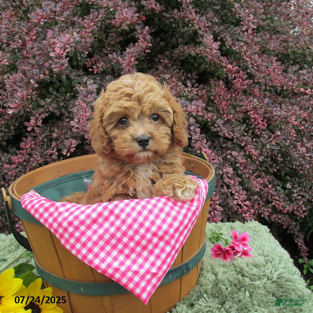 Cavapoo dogs for sale: Princess - Image 19