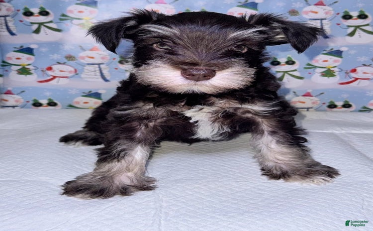 Miniature Schnauzer dogs for sale - Ad 1