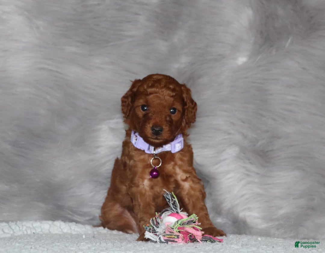 Mini Goldendoodle dogs for sale: Cami - Image 9