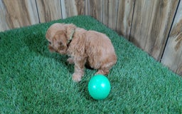Cavapoo dogs for sale: Honeycomb Boy 4 - Image 10