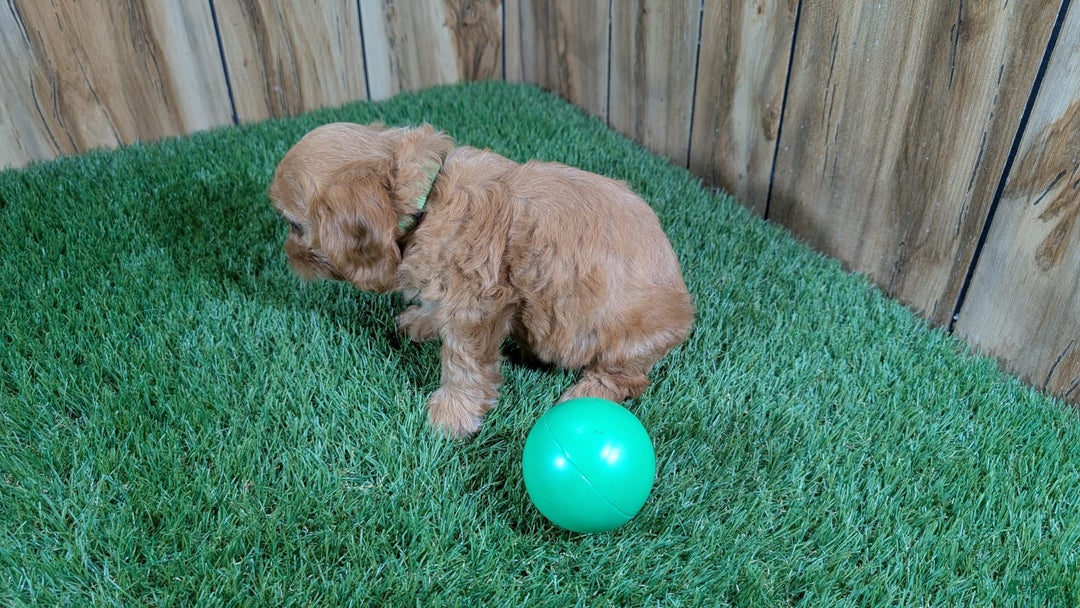 Cavapoo dogs for sale: Honeycomb Boy 4 - Image 10