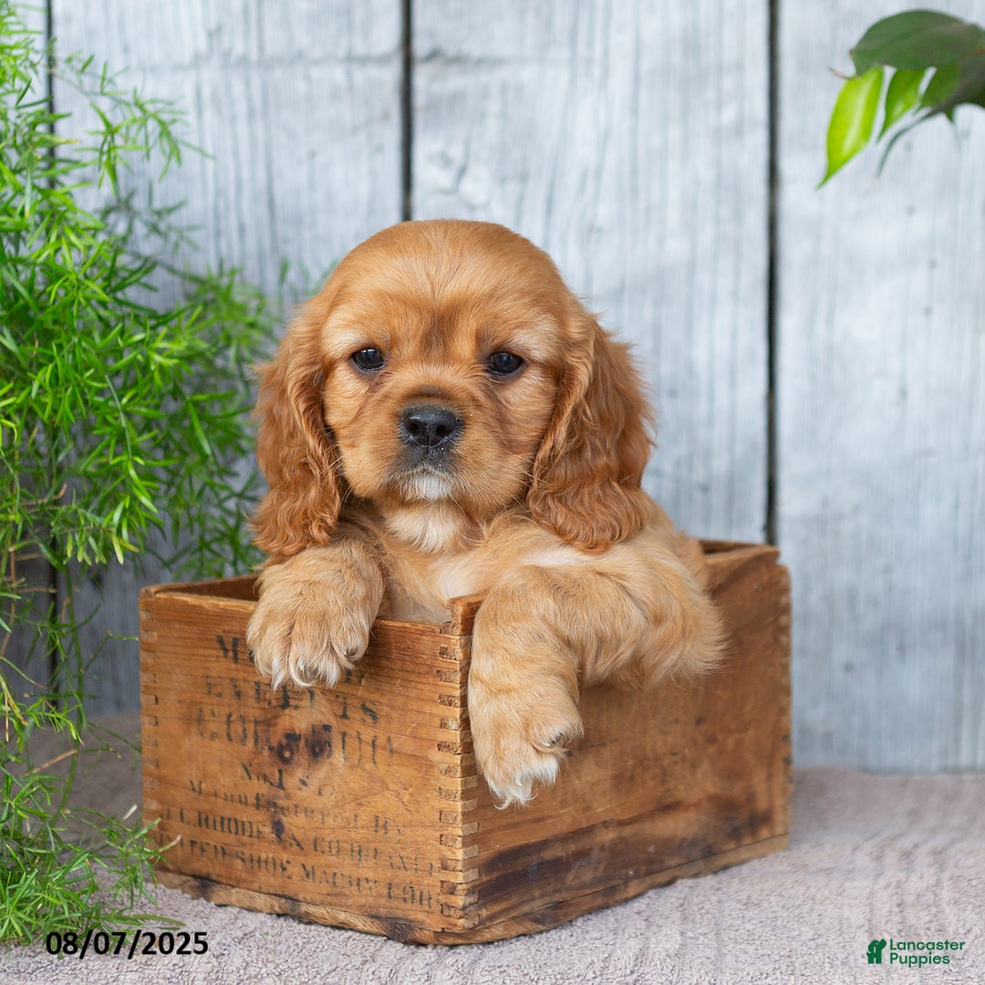 Cavalier King Charles Spaniel dogs for sale: Tyson - Image 2