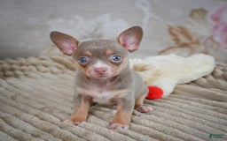 Chihuahua dogs for sale: Tillie - Image 6