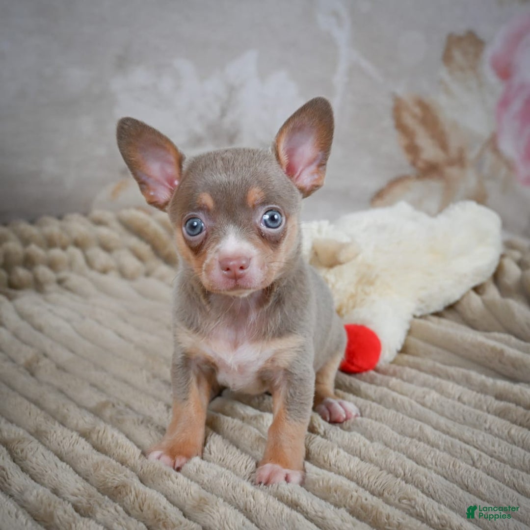 Chihuahua dogs for sale: Tillie - Image 6