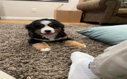 Bernese Mountain Dog dogs for sale: Puppy Timber - Image 1