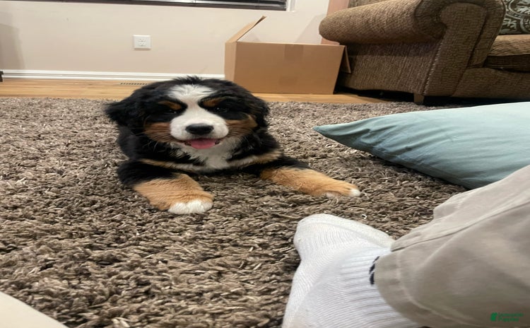 Bernese Mountain Dog dogs for sale - Ad 1
