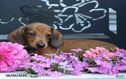 Miniature Dachshund dogs for sale: Peanut - Image 5