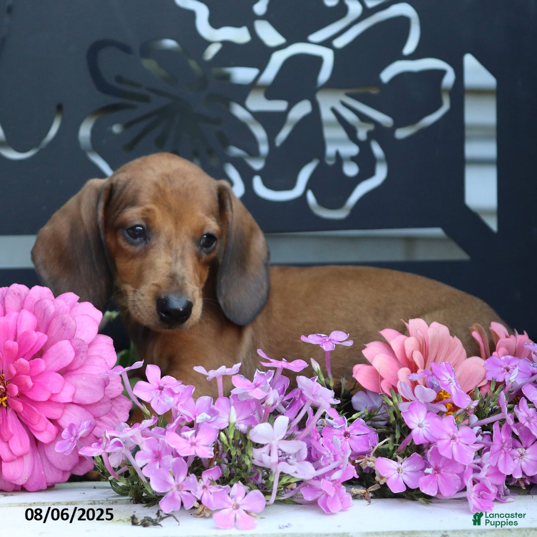 Miniature Dachshund dogs for sale: Peanut - Image 5