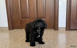 Cockapoo dogs for sale: Benjamin - Image 8