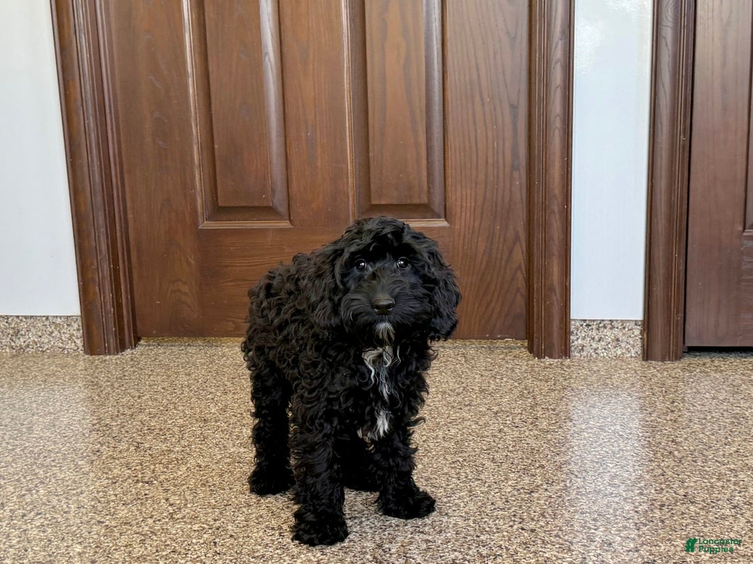 Cockapoo dogs for sale: Benjamin - Image 8