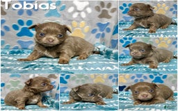 Chihuahua dogs for sale: Tobias Lavender Long Coat - Image 15