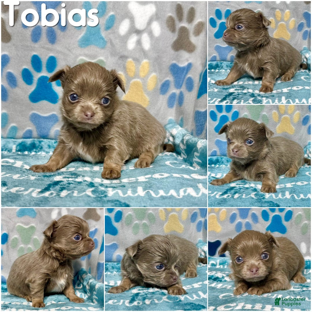 Chihuahua dogs for sale: Tobias Lavender Long Coat - Image 15