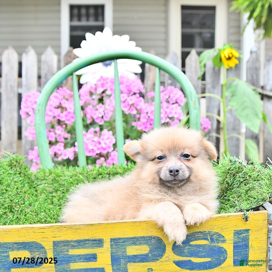 Pomeranian dogs for sale: Fancy - Image 2